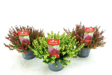 Erica carnea mix