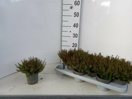 Erica carnea 'Sarah' P10.5