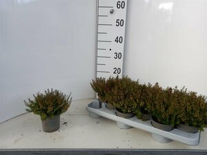 Erica carnea 'Sarah' P10.5