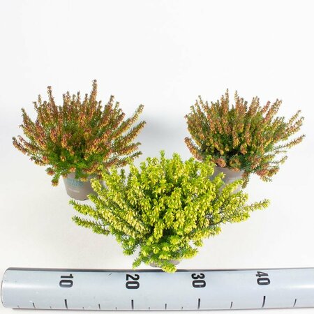 Erica carnea 'Winter Ladies'® mix P11