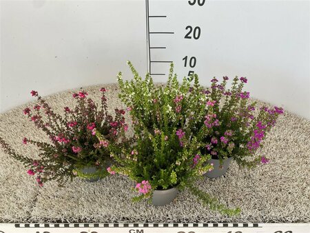 Erica cinerea mix  P11