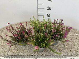 Erica cinerea mix P11