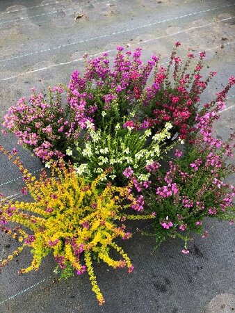 Erica cinerea mix