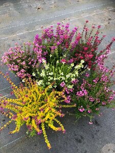 Erica cinerea mix