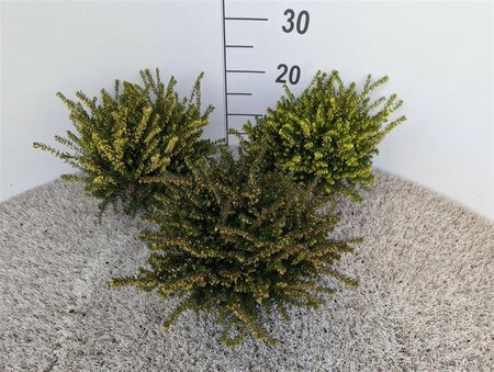 Erica darleyensis mix