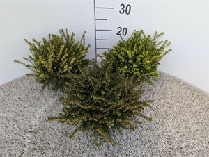 Erica darleyensis mix