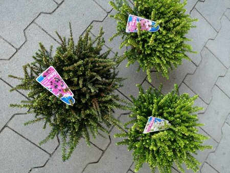 Erica darleyensis mix