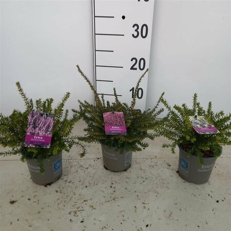 Erica darleyensis mix P10.5