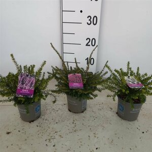 Erica darleyensis mix P10.5