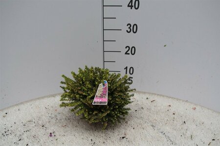 Erica darleyensis twins P12