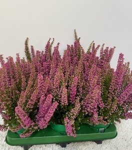 Erica gr. 'Beauty Queens' pink