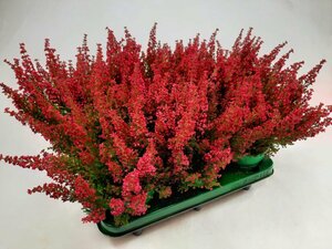 Erica gr. 'Beauty Queens' red