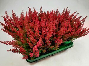 Erica gr. 'Beauty Queens' red