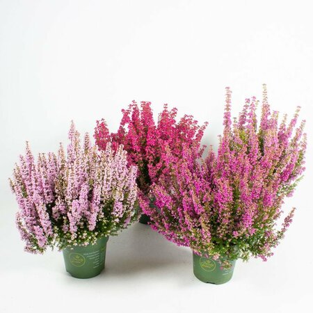 Erica gracilis 'Beauty Queens' mix