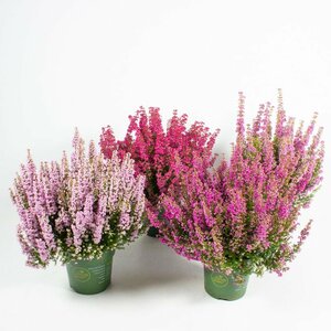 Erica gracilis 'Beauty Queens' mix