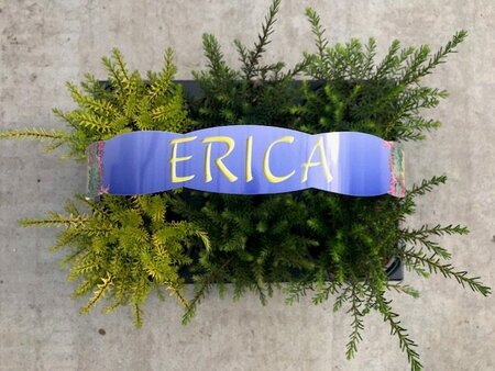 Erica mix