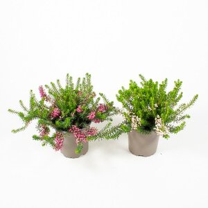 Erica vagans mix