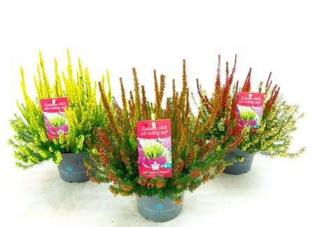 Erica 'Winter Crown'® P13