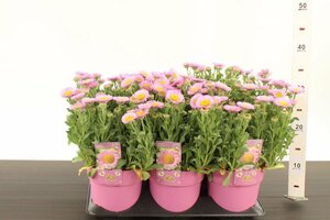 Erigeron glaucus 'Sea Breeze'