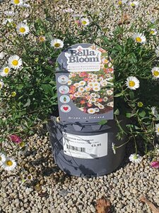 ERIGERON karvinskianus