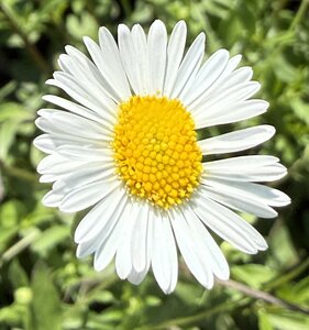 Erigeron Karvinskianus