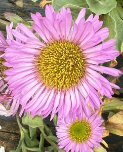 ERIGERON Sea Breeze