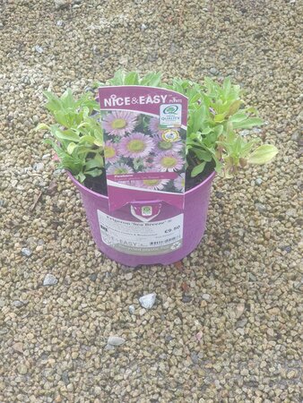 Erigeron 'Sea Breeze' ®