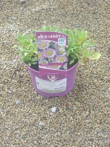 Erigeron 'Sea Breeze' ®