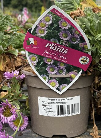 ERIGERON Sea Breeze - image 2