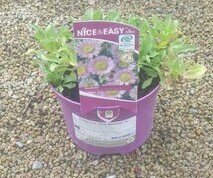 Erigeron 'Sea Breeze' ®