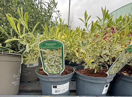 ERIOSTEMON M. GOLD TOUCH