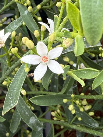 ERIOSTEMON MYOPOROIDES - image 1