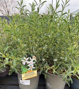 ERIOSTEMON MYOPOROIDES - image 2