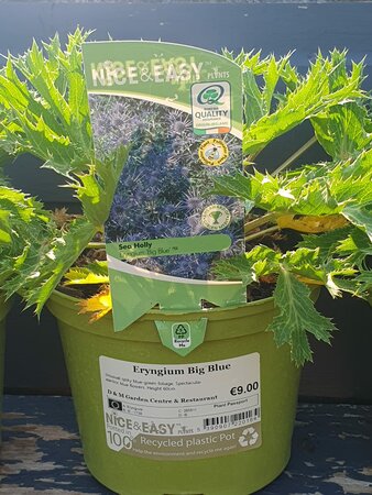 Eryngium Big Blue