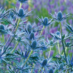 Eryngium Big Blue