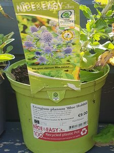 Eryngium planum 'Blue Hobbit'