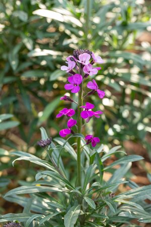 ERYSIMUM Bowles Mauve