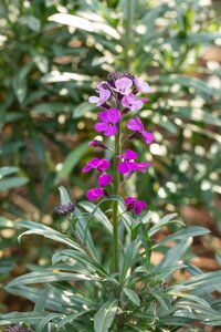 ERYSIMUM Bowles Mauve