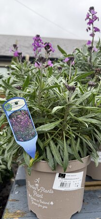 ERYSIMUM BOWLES MAUVE - image 2