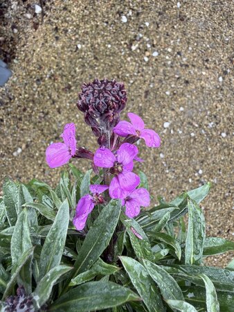 ERYSIMUM BOWLES MAUVE - image 1