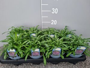 Erysimum 'Bowles' Mauve'