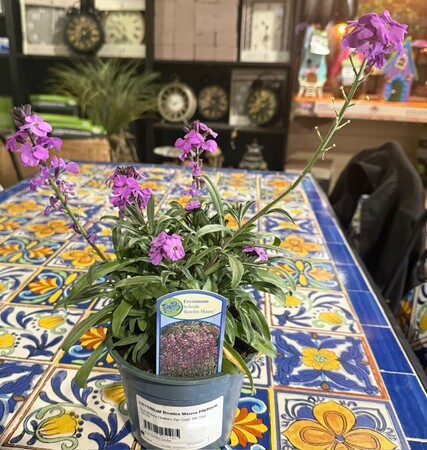 ERYSIMUM Bowles Mauve PN/RH/KR