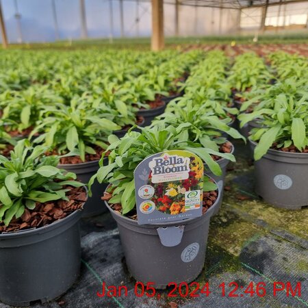 ERYSIMUM hyb. Leya Orange Glow