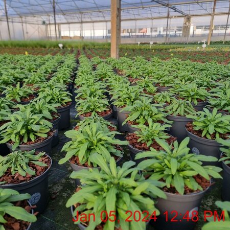 ERYSIMUM hyb. Leya Orange Purple Glow