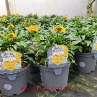 ERYSIMUM hyb. Leya Yellow Orange