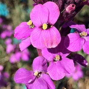 ERYSIMUM hybrida Purple