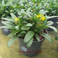 ERYSIMUM hybrida Yellow