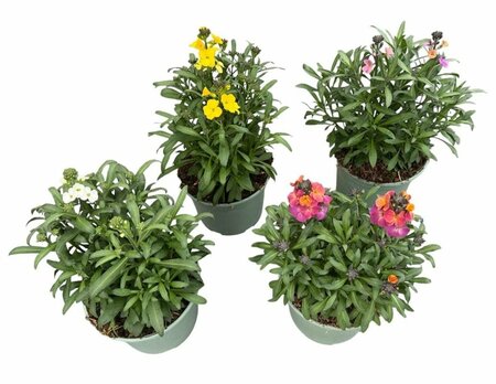 Erysimum mix 2 Ltr pot