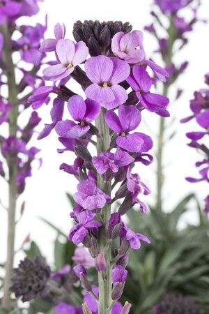 ERYSIMUM Poem Lilac