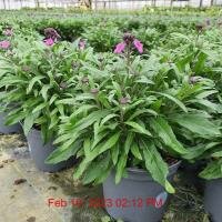 ERYSIMUM Poem Lilac